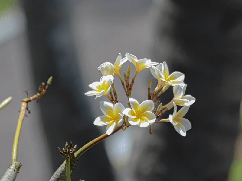 Native Plants | Peepal One