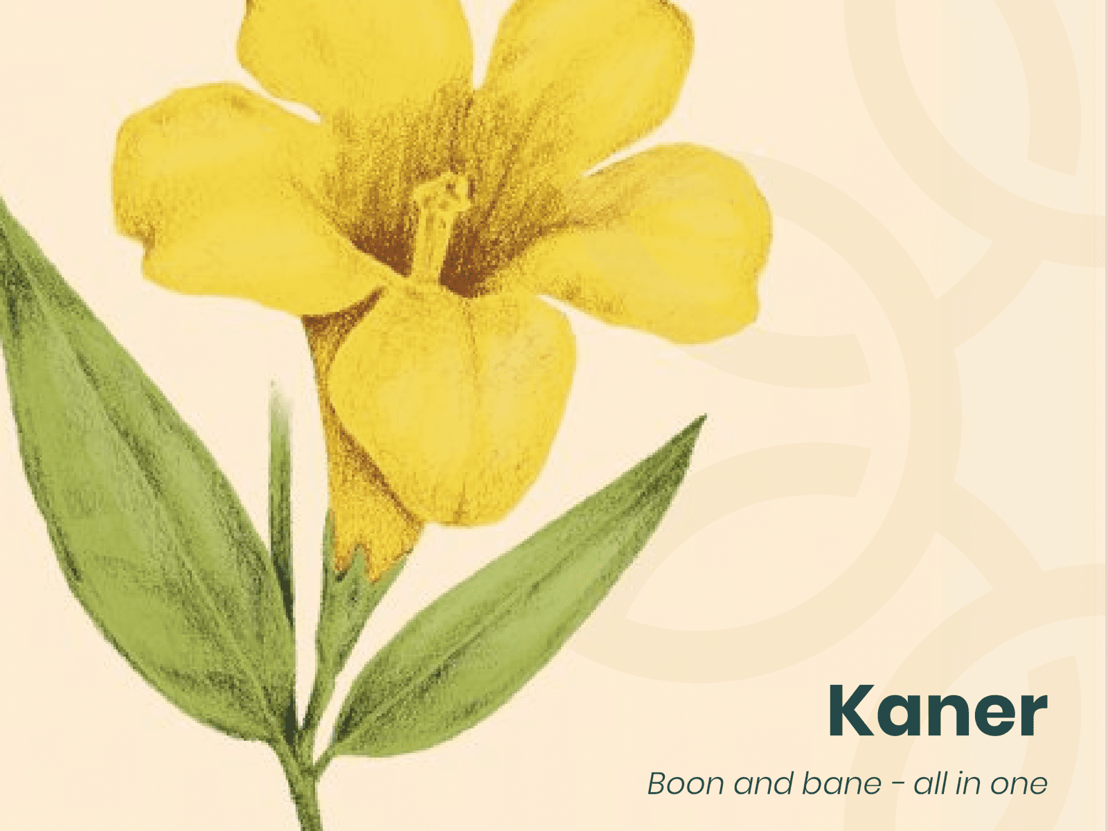 Kaner Flower of the Month | Peepal One