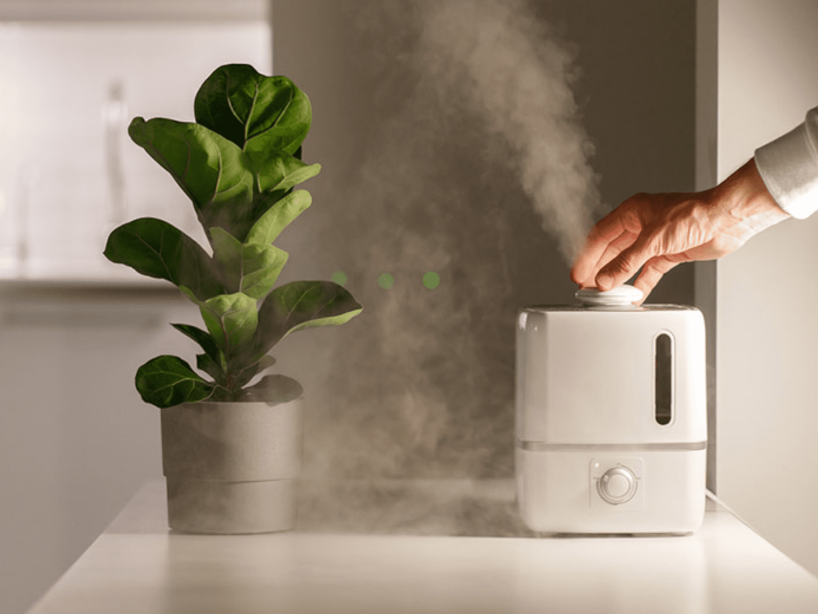 Humidifier and plants