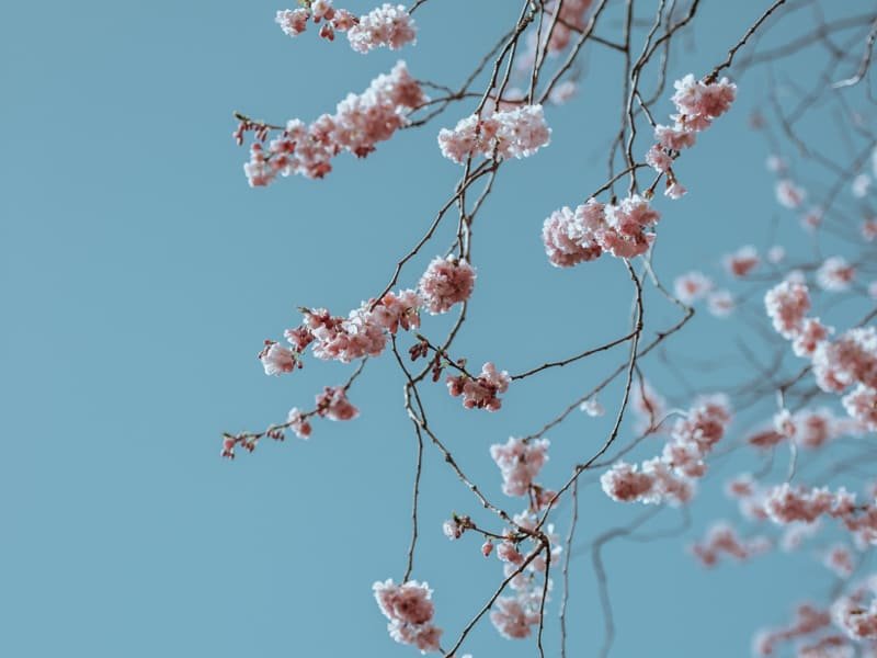 Spring Blossom | Peepal One