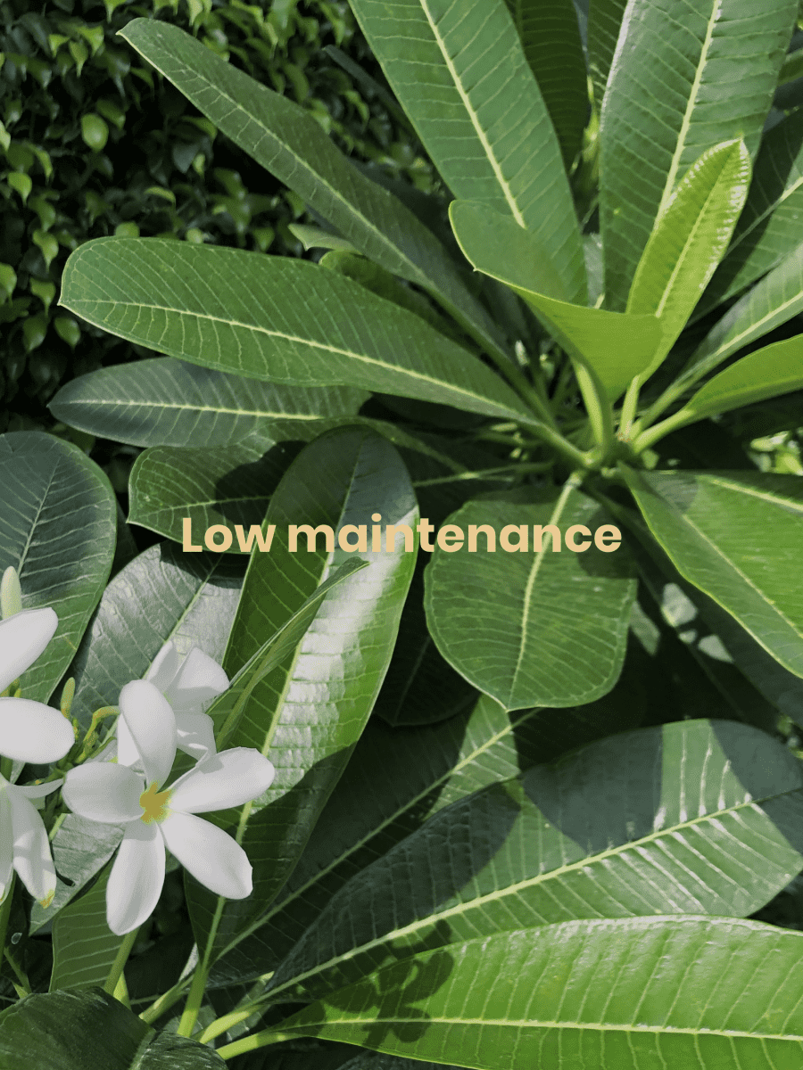 Low Maintenance | Peepal One
