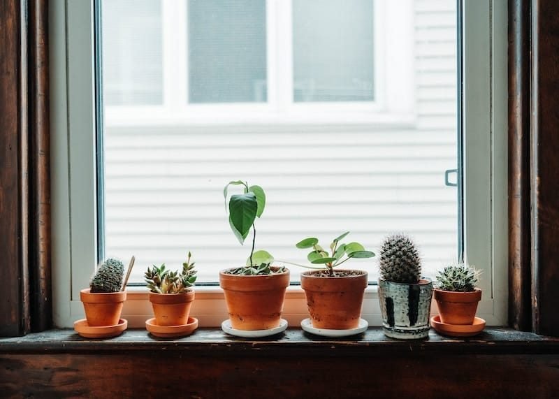 Placing plants on windows Fact | Peepal One