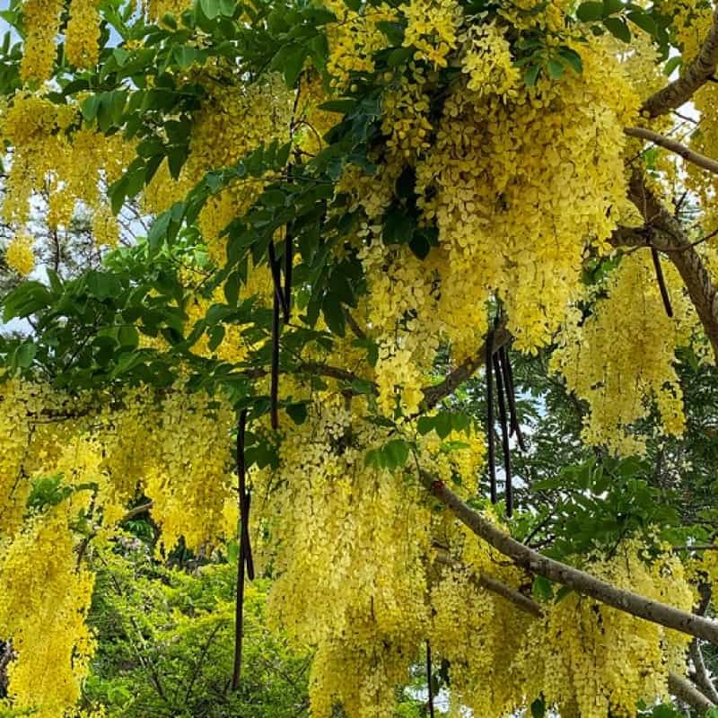 Marigold Tree | Peepal One