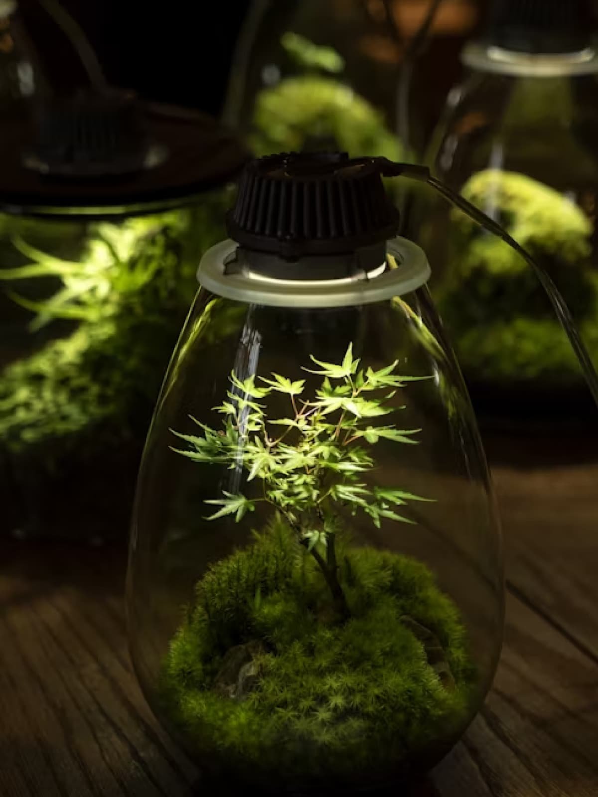 Plants terrarium in light