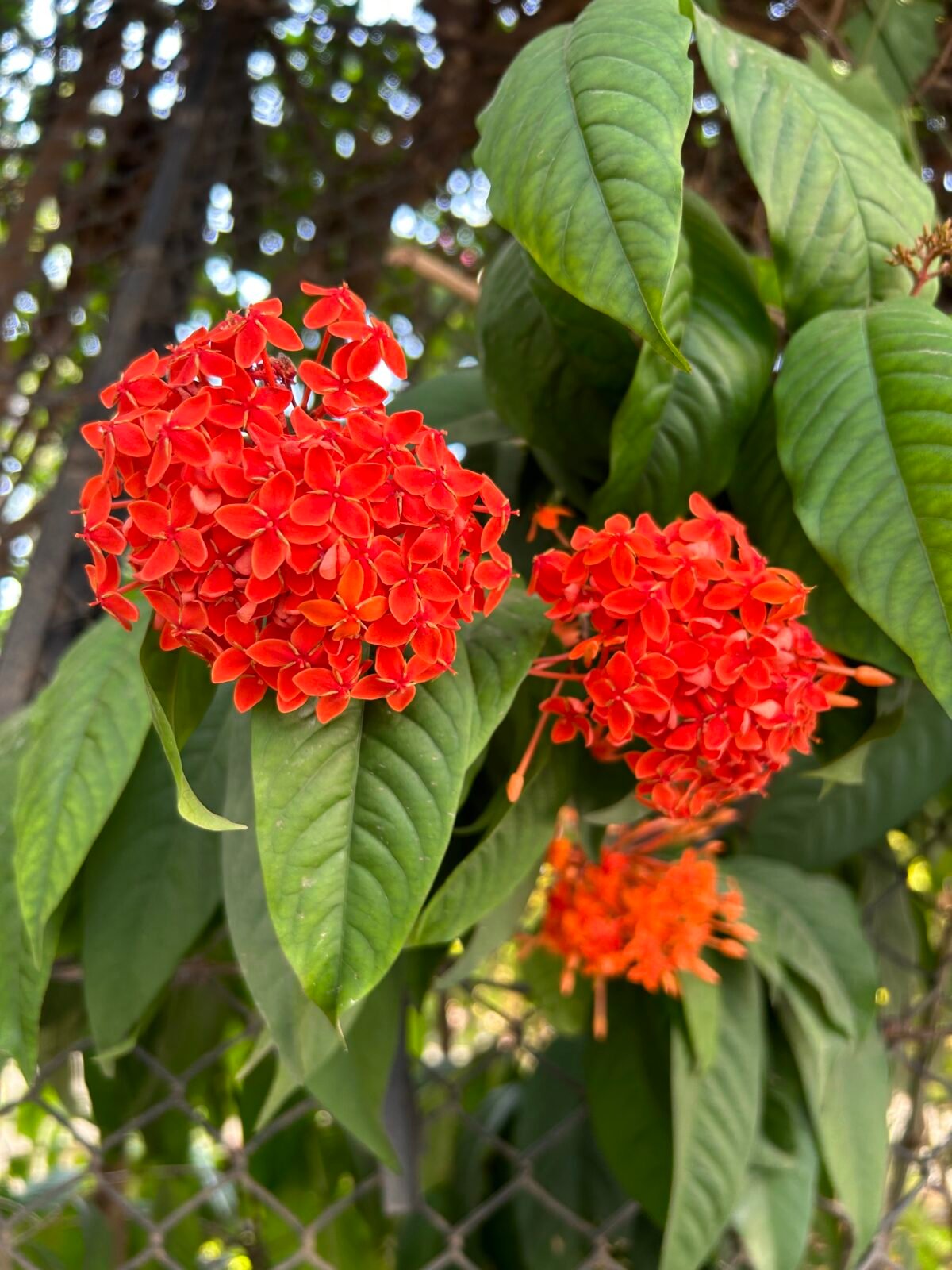 Ixora