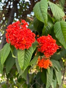 Ixora